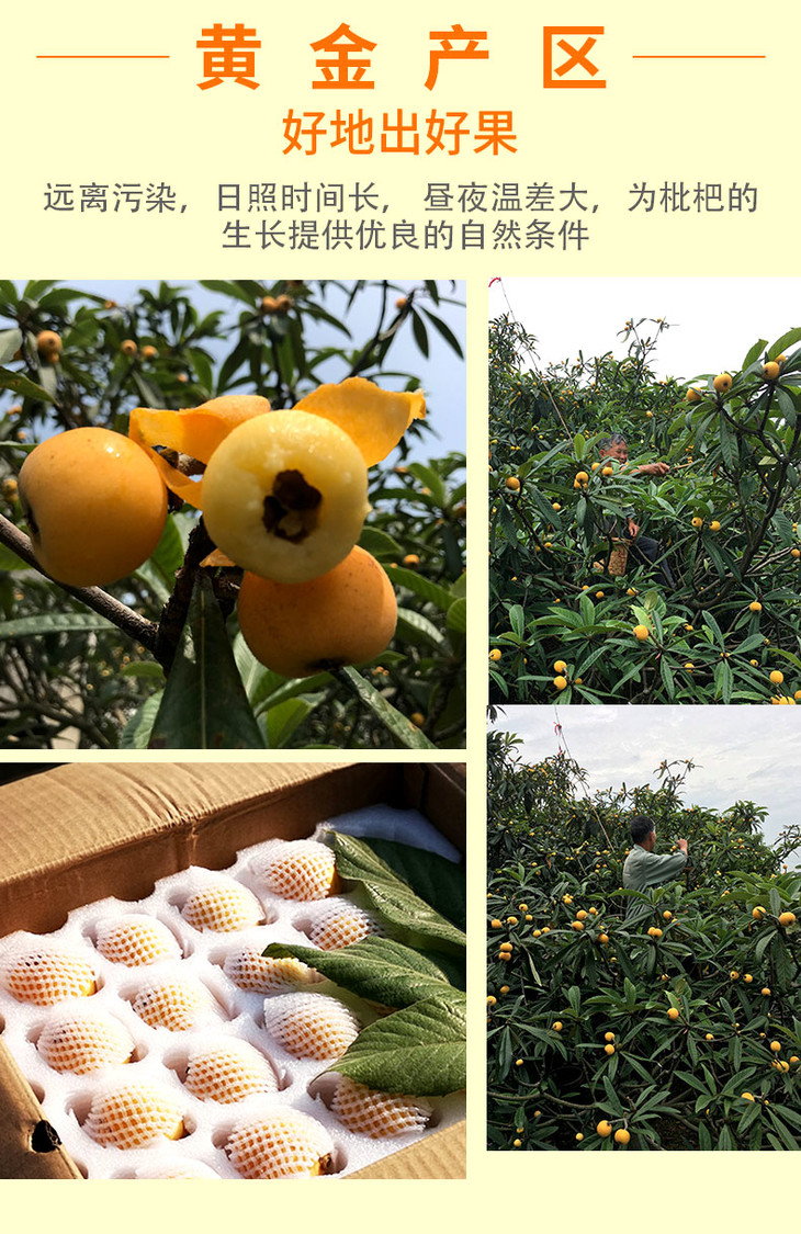 最后一天苏州东山白玉枇杷5斤新鲜水果礼盒装顺丰空运包邮