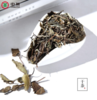 中茶蝴蝶牌六年陈老白茶50g 和养系列罐装散茶5169 白牡丹 福鼎特级老树白茶 商品缩略图3