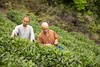 【霞浦中普陀寺】中普陀禅茶 陈茶 福鼎白茶系列（白毫银针/高山牡丹/高山贡眉/高山寿眉/大白毫老白茶）350g 商品缩略图11