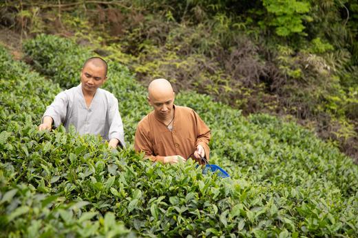 【霞浦中普陀寺】中普陀禅茶 陈茶 福鼎白茶系列（白毫银针/高山牡丹/高山贡眉/高山寿眉/大白毫老白茶）350g 商品图11