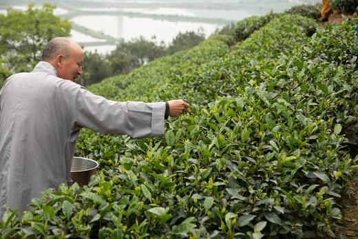 【霞浦中普陀寺】中普陀禅茶 陈茶 福鼎白茶系列（白毫银针/高山牡丹/高山贡眉/高山寿眉/大白毫老白茶）350g 商品图9