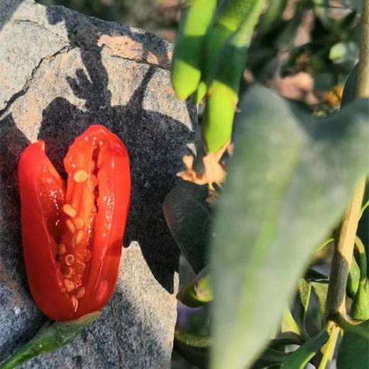 【七掌柜·中宁枸杞】大颗粒头茬枸杞，味重而纯能补阴，阴中有阳能补气，神农本草经120味上品之一 商品图5