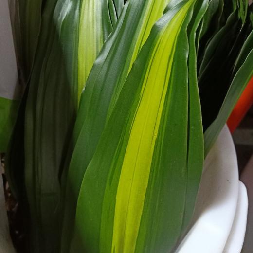 巴西叶  10片/扎 商品图6