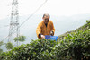 【霞浦中普陀寺】中普陀禅茶 陈茶 福鼎白茶系列（白毫银针/高山牡丹/高山贡眉/高山寿眉/大白毫老白茶）350g 商品缩略图8