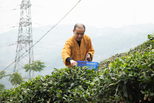 【霞浦中普陀寺】中普陀禅茶 陈茶 福鼎白茶系列（白毫银针/高山牡丹/高山贡眉/高山寿眉/大白毫老白茶）350g 商品图8