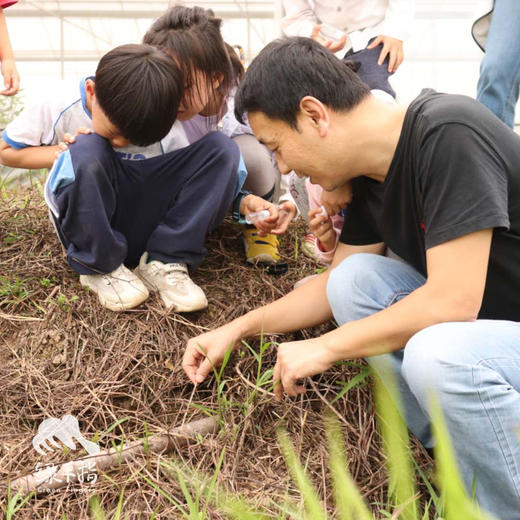 探寻农园的蚂蚁 | 农园活动*Search for red fire ants in the farm | Farm activities 商品图1