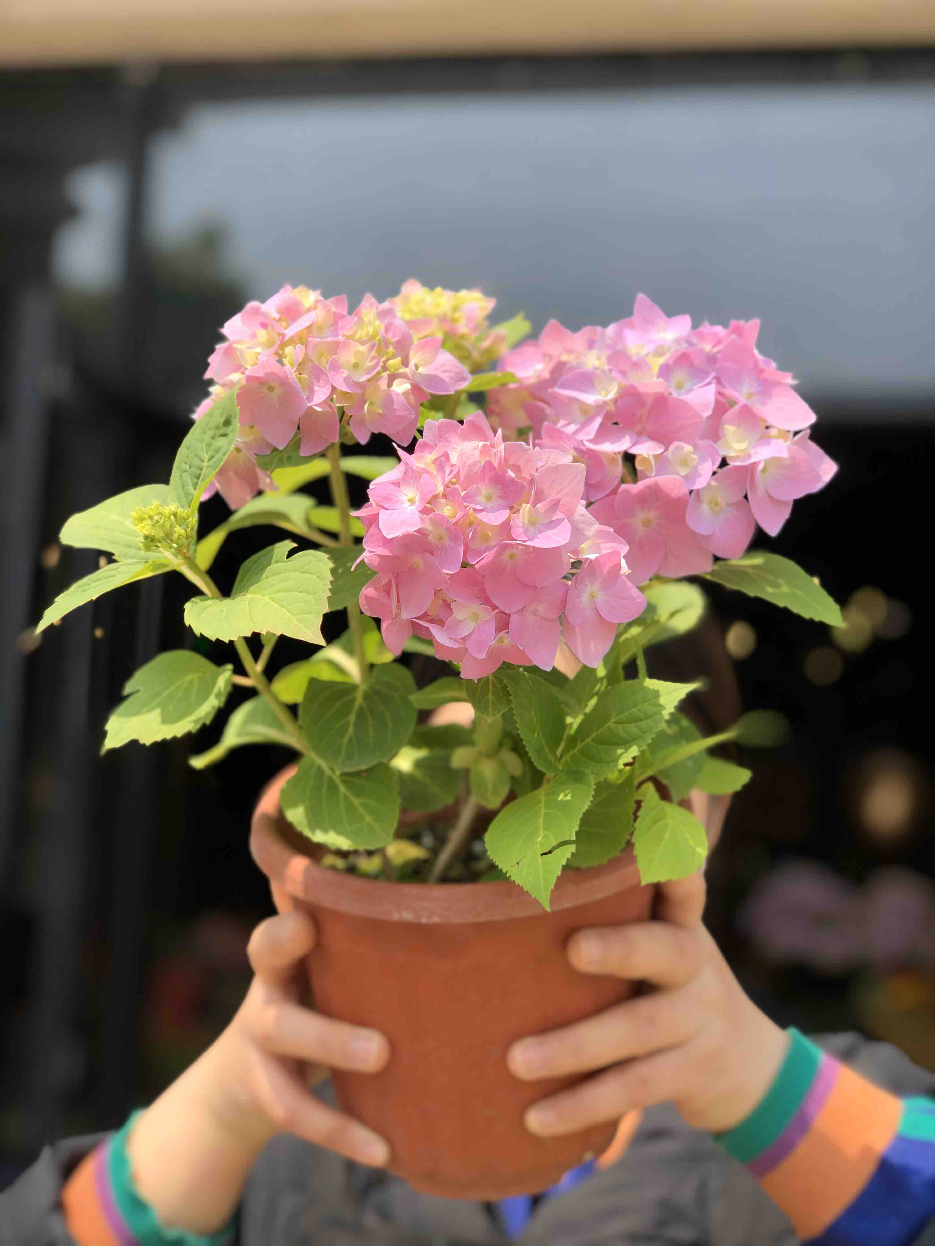 【每周团购】无尽夏绣球盆栽