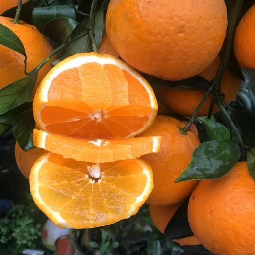 四川丑橘青见山人优选黄澄澄沉甸甸圆润饱满鲜嫩酸甜入口就爆汁