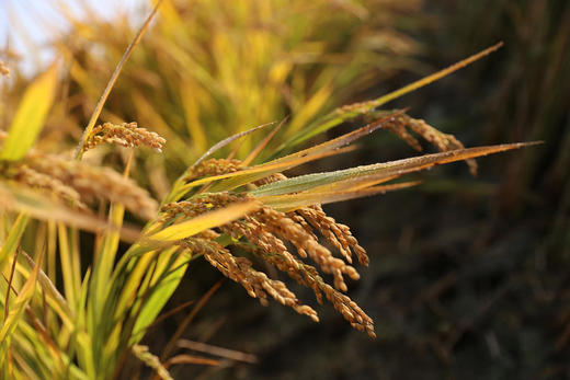 好米知食节 米好，胃口就好，2023年桐叶新米来啦！南粳系列 10斤真空装 商品图4