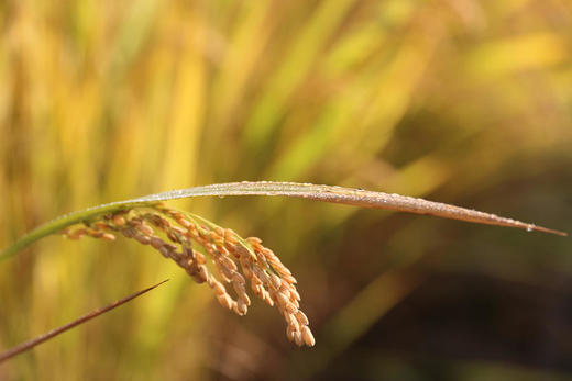 好米知食节 米好，胃口就好，2023年桐叶新米来啦！南粳系列 10斤真空装 商品图3