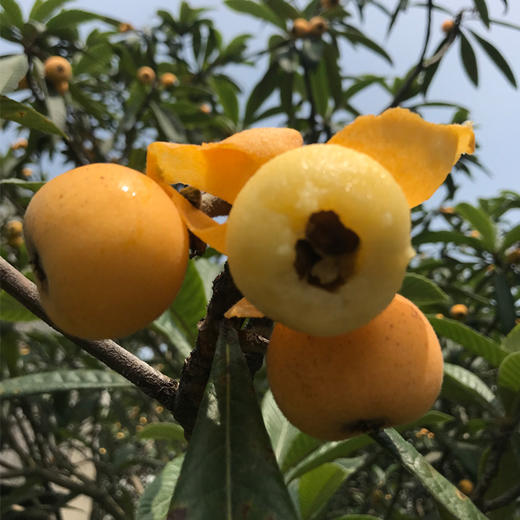 最后一天苏州东山白玉枇杷5斤新鲜水果礼盒装顺丰空运包邮