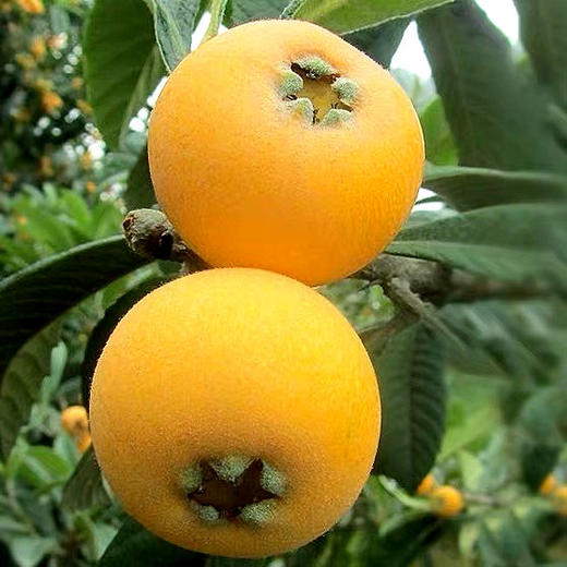 最后一天苏州东山白玉枇杷5斤新鲜水果礼盒装顺丰空运包邮