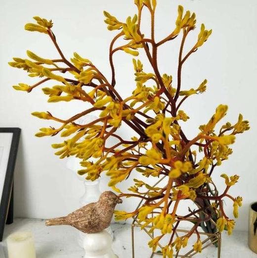 配花-袋鼠爪-5枝/扎 商品图1