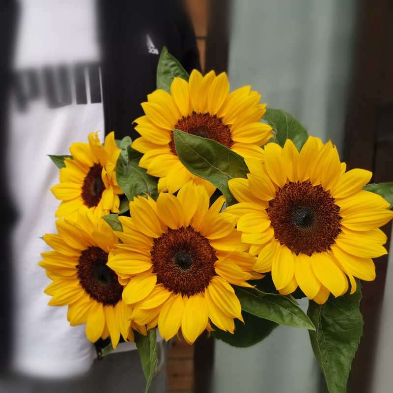 国产花材向日葵5支