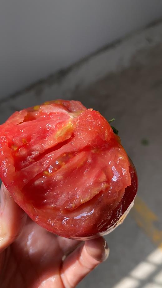 普罗旺斯大番茄  绿色A级   可生吃的水果番茄  粉糯多汁 商品图9