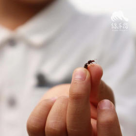 探寻农园的蚂蚁 | 农园活动*Search for red fire ants in the farm | Farm activities