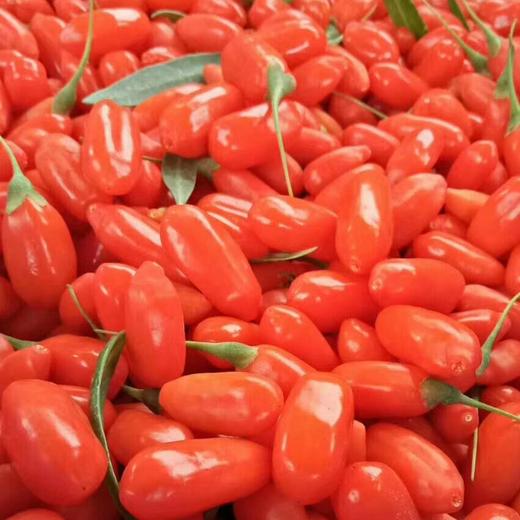 【七掌柜·中宁枸杞】大颗粒头茬枸杞，味重而纯能补阴，阴中有阳能补气，神农本草经120味上品之一 商品图4