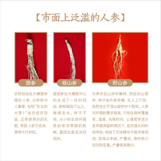 纯正野山参——19-21年/25~28年  长白山一等品  （单支装   7-8克） 泡酒/泡水/煲汤等 商品图3