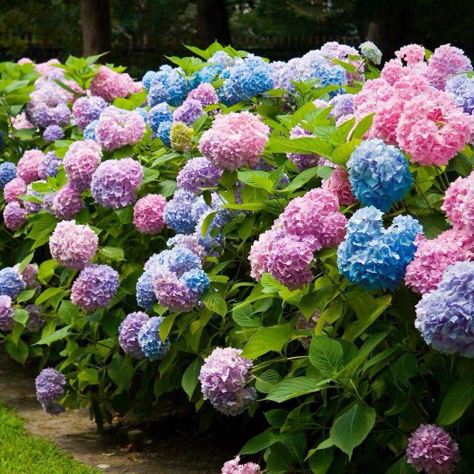 【每周团购】无尽夏绣球盆栽