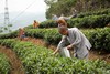 【霞浦中普陀寺】中普陀禅茶 陈茶 福鼎白茶系列（白毫银针/高山牡丹/高山贡眉/高山寿眉/大白毫老白茶）350g 商品缩略图7