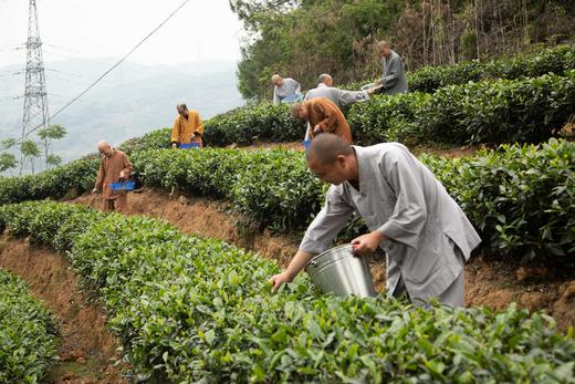 【霞浦中普陀寺】中普陀禅茶 陈茶 福鼎白茶系列（白毫银针/高山牡丹/高山贡眉/高山寿眉/大白毫老白茶）350g 商品图7