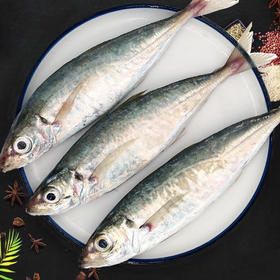 物本源二去巴浪鱼    （去肚、鳃）900g
