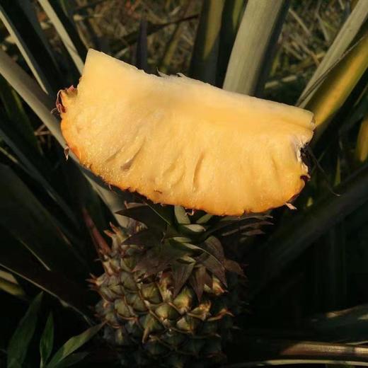 丨生态丨凤梨约5斤 菠萝 产自西双版纳（全国大部分地区包邮，新疆，西藏不发货） 水果 商品图2