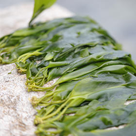 福建霞浦·海带嫩芽（500gx2袋/3袋）入口滑嫩，仿佛品尝着大海的鲜美