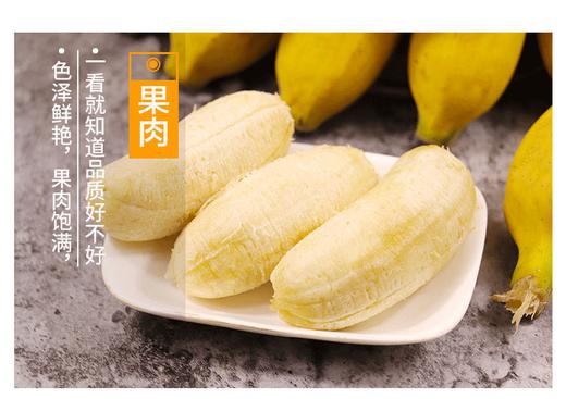 广西小米蕉新鲜糯米蕉自然熟水果香蕉banana软糯芭蕉10斤整箱