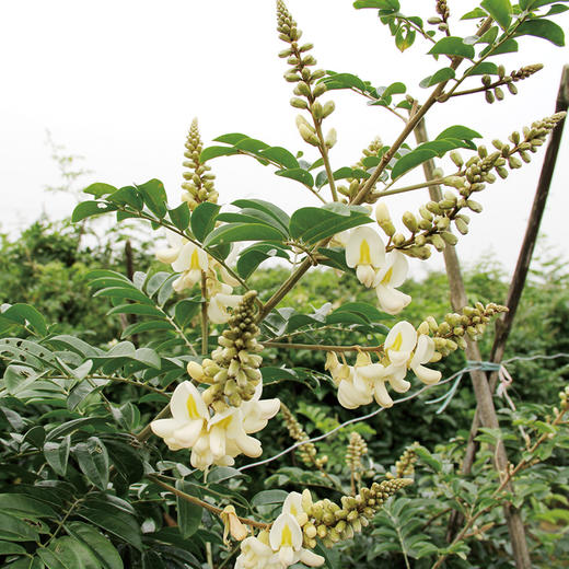 粤森 新鲜牛大力|生态种植 新鲜采挖 无污染 更健康