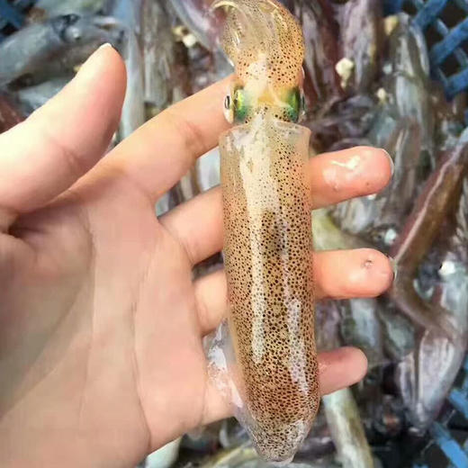 一口管  400g 商品图0