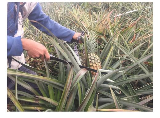 丨生态丨凤梨约5斤 菠萝 产自西双版纳（全国大部分地区包邮，新疆，西藏不发货） 水果 商品图5