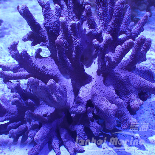 硬手指-灰 商品图1