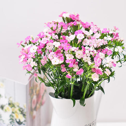 基地直发相思梅 ||颜色随机