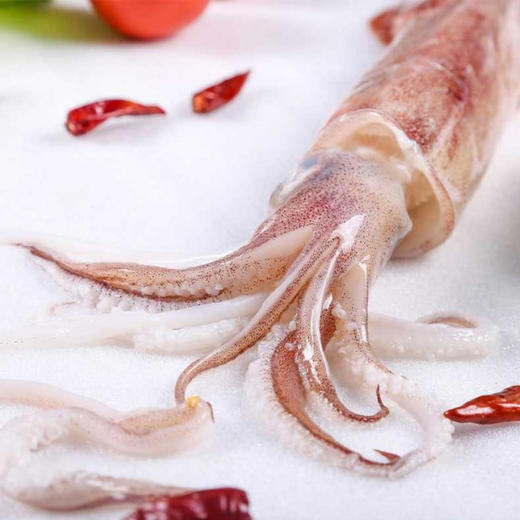 物本源深海手钓鱿鱼 商品图2