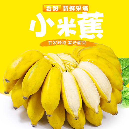 广西小米蕉新鲜糯米蕉自然熟水果香蕉banana软糯芭蕉10斤整箱