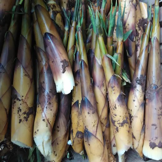 四川宜宾甜苦笋新鲜苦笋深山现挖现发鲜脆爽口