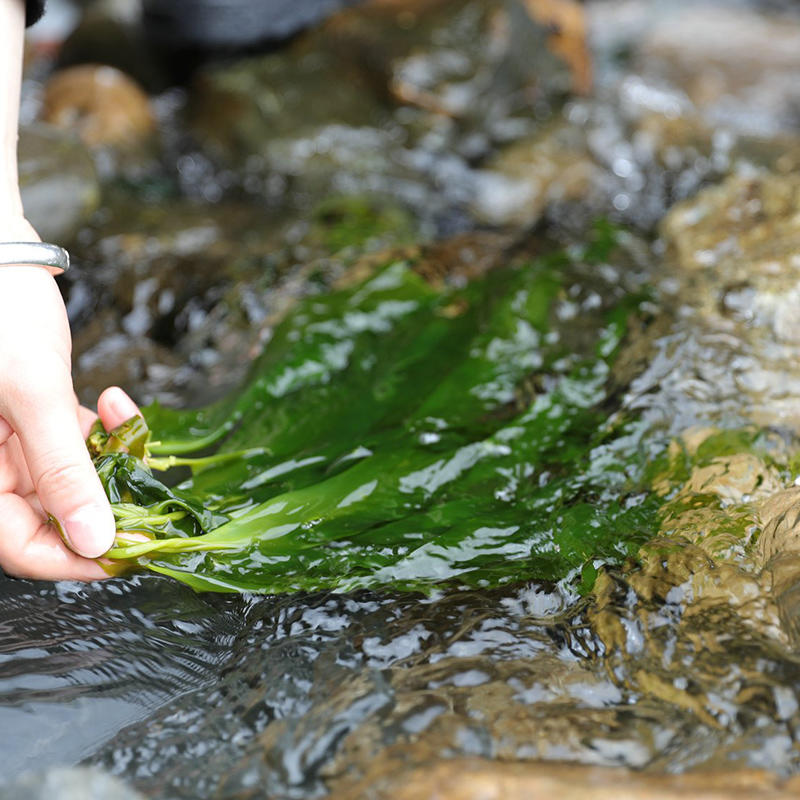 福建霞浦·海带嫩芽(500gx2袋/3袋)入口滑嫩,仿佛品尝着大海的鲜美