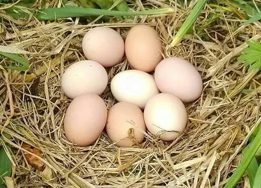 土鸡蛋 30个*12托/件 商品图2