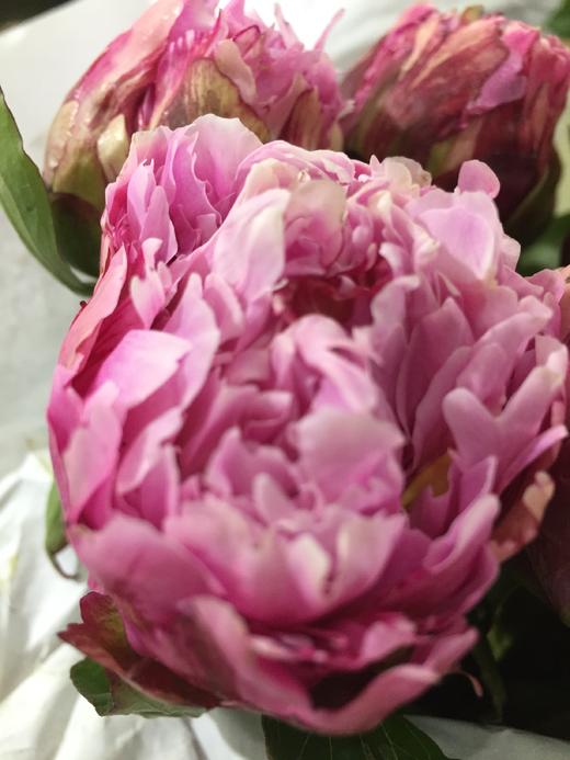 现货山东芍药粉池金鱼810支扎