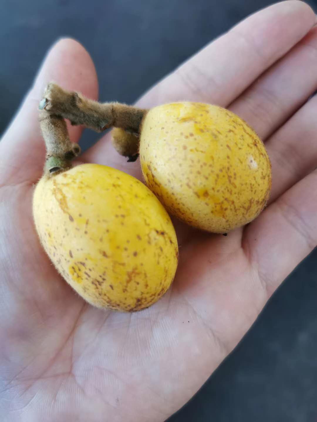 【白沙枇杷】鲜，甜！