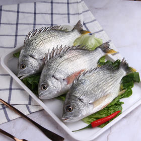 物本源海钓野生黄翅鱼(月子鱼）500g