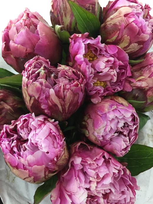 现货山东芍药粉池金鱼810支扎