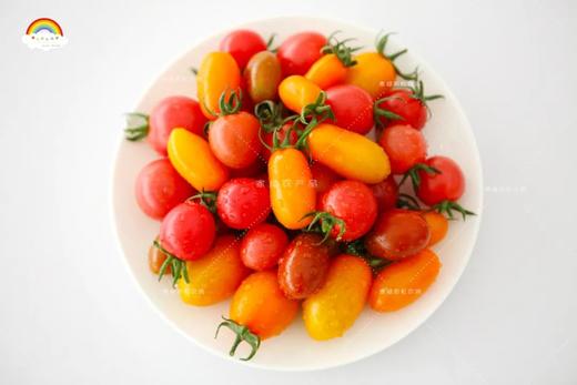 家绿彩虹小番茄4斤装 提前1天预定 商品图5