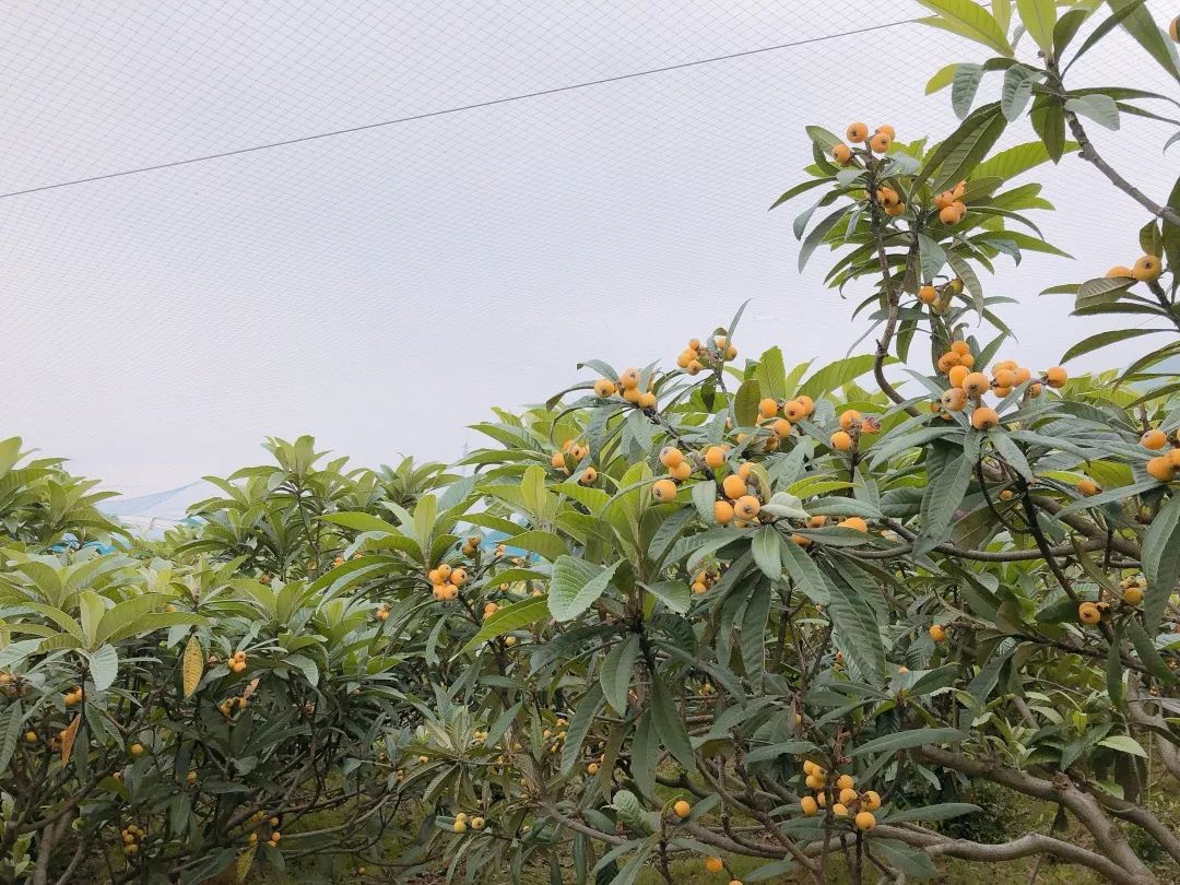 時節採摘丨璧山丨潤萱蔬菜種植園·枇杷熟了