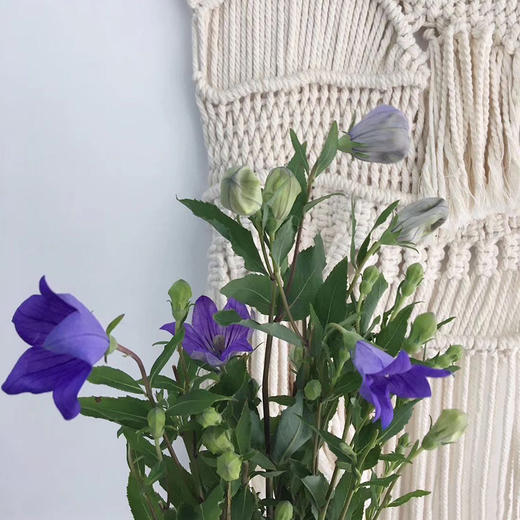 【周四秒杀】中国桔梗一把49.8元 商品图2