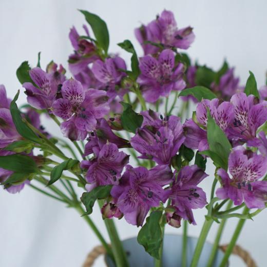 海盛六出花-仙娜度-深紫色-10支/扎 商品图6