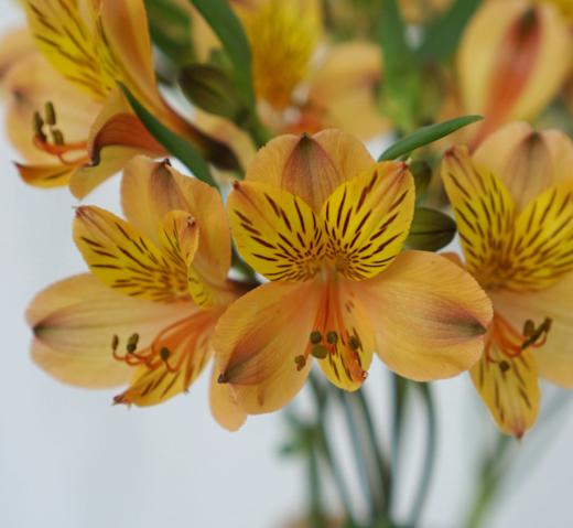 海盛六出花-鸡尾酒-10支/扎 商品图4