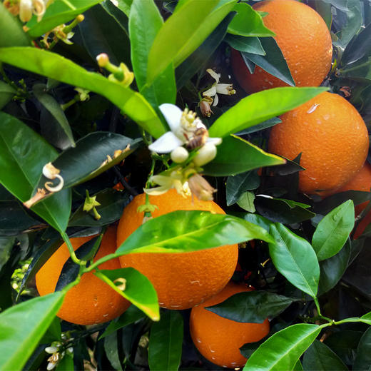 京东快递湖北巴东伦晚脐橙5斤花果同枝新鲜现摘香甜多汁不负人间四月