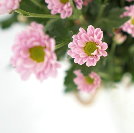 海盛HS多头小菊-罗西-浅粉-10枝/扎 商品图3